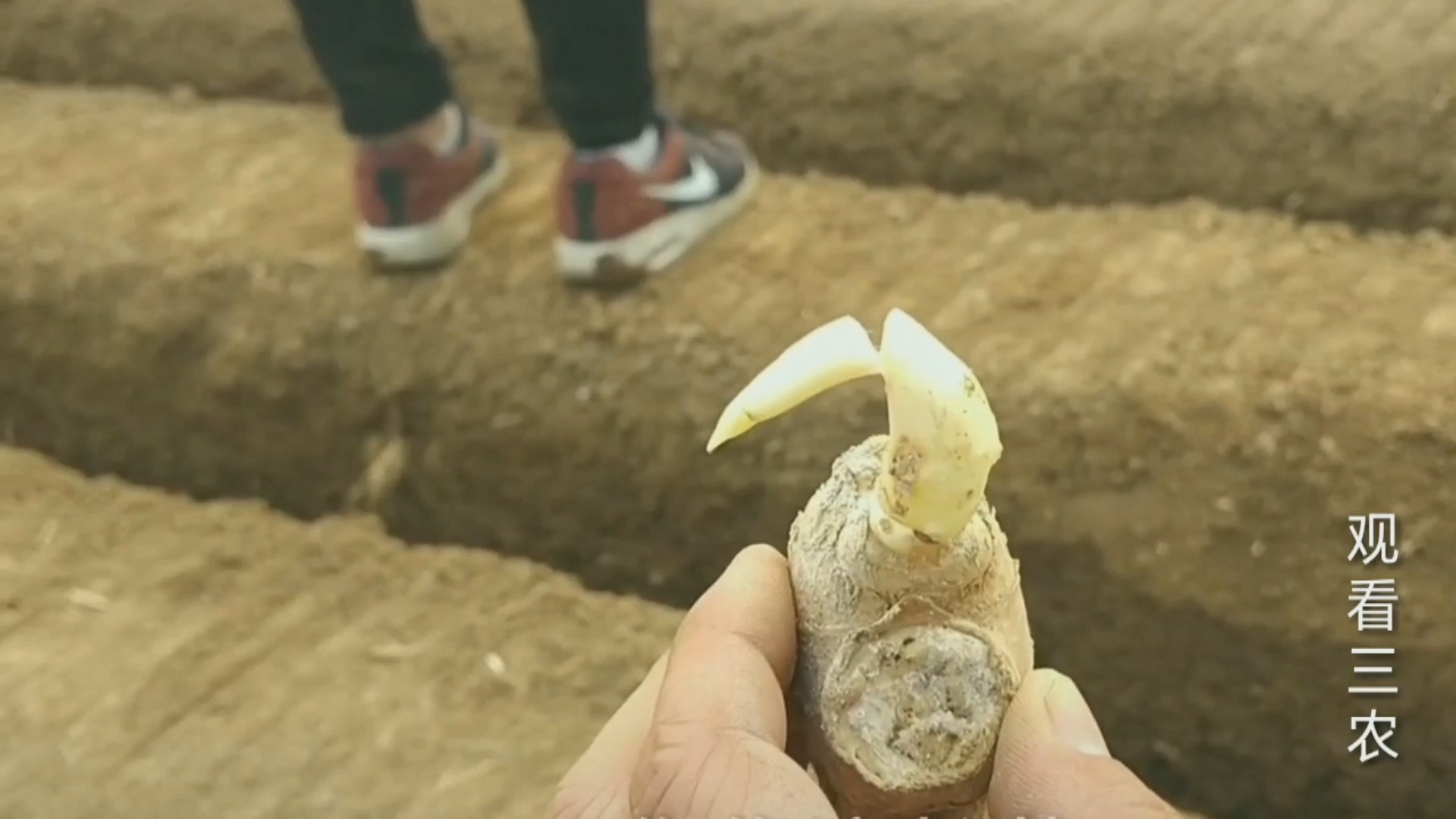 种植大姜的正确方法和步骤,种植一亩大姜需要多少成本