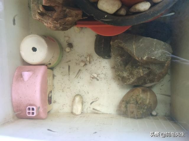 鸫龟先生新手养草龟注意什么,只有草龟能变墨龟吗