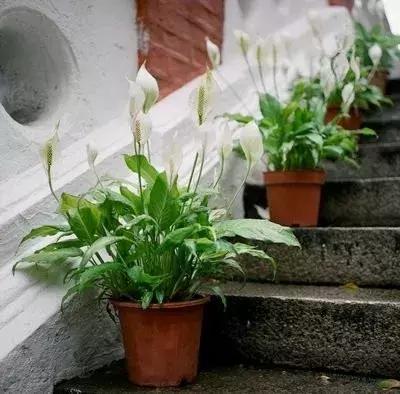 养的白掌有些叶子黑了,养白掌不吉利扔掉可以吗