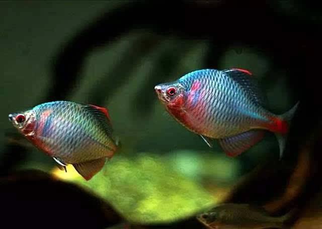 河蚌能放原生缸里养么,饲养小鱼的环境