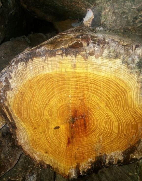 中国十大珍贵木材排行榜,中国十大珍贵木材