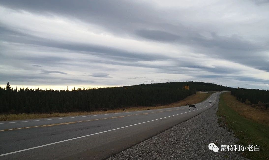 跟着老白行走加拿大，育空Watson Lake、BC省Northern Rockies