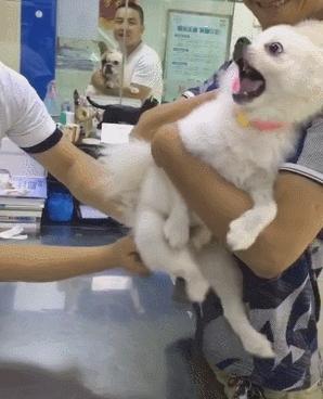 猫狗常用药品大全,猫狗必备药