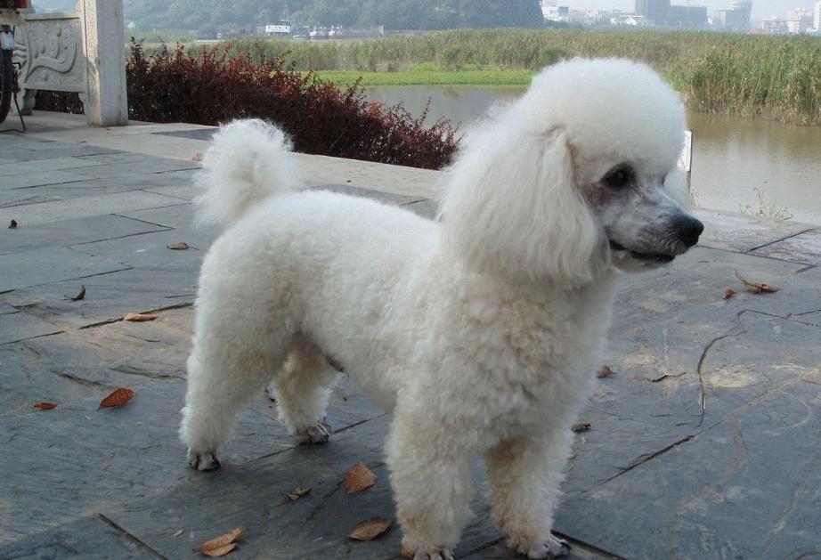 哪种狗最好养最聪明又便宜,宠物市场哪种狗最受欢迎