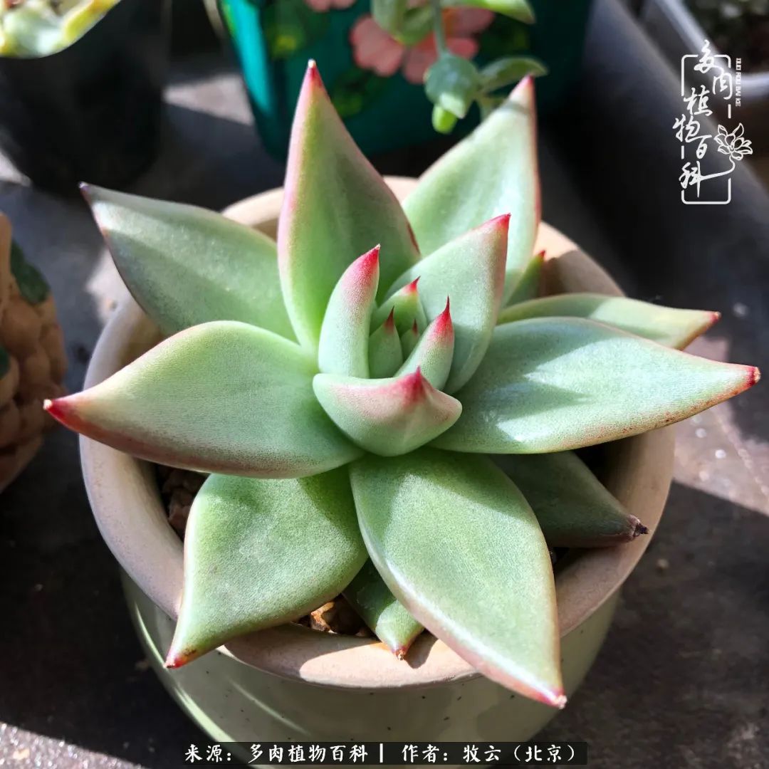 多肉植物一样的生机勃勃,多肉生活充满诗意