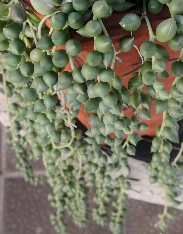 一花一世界多肉园艺,一花一世界一叶一菩提多肉植物