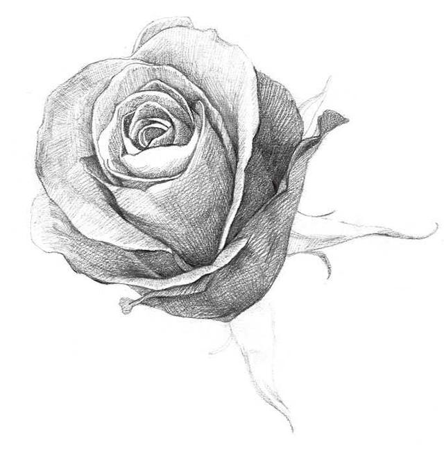 玫瑰素描画法步骤图,玫瑰素描指导视频