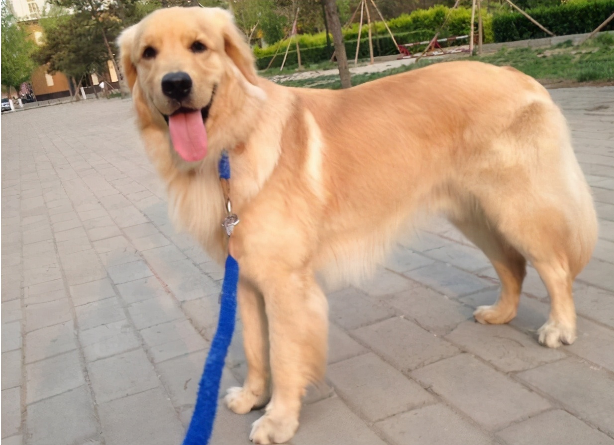 建议穷人养的10种宠物狗推荐,哪种宠物狗好养不易生病