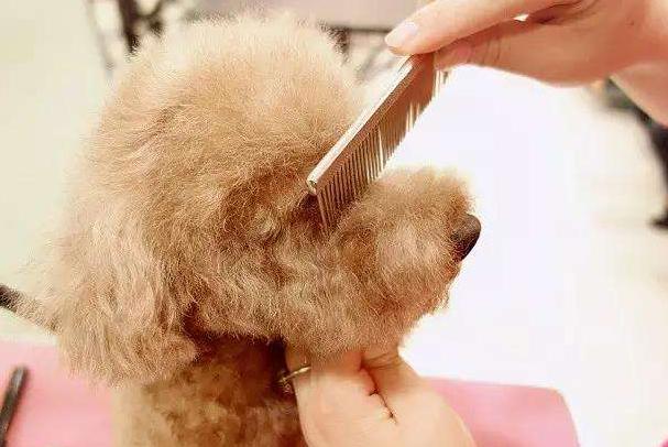 在家给狗狗洗澡的教程大型犬,给狗狗洗澡的12个步骤