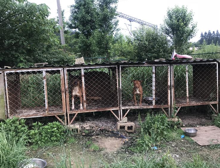 狗没办狗证抓走能罚多少钱,狗没有狗证被警察抓到会怎么处罚