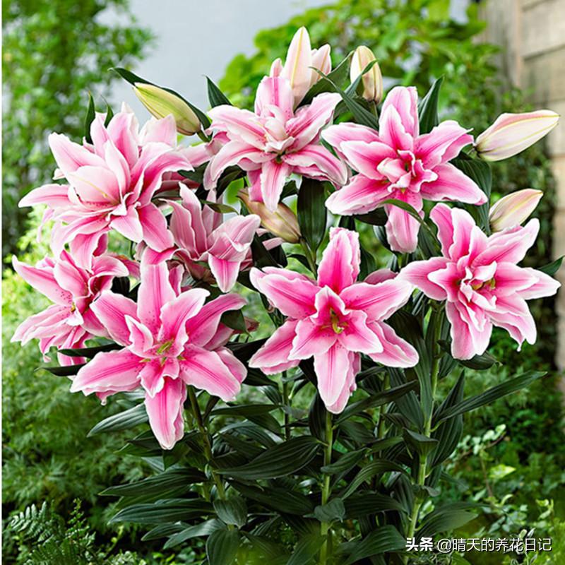 种百合怎么让它多长花苞,教你种百合