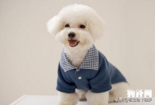 比熊犬有泪痕怎么办,比熊犬泪痕怎么根治