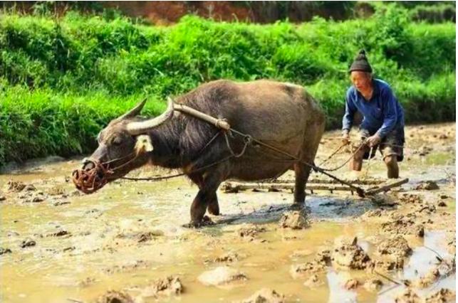 民间故事寡妇挖坟,民间俗语寡妇遇牛