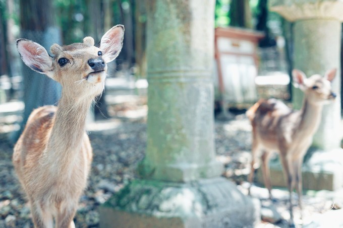 第一次去日本旅游最佳路线图,第一次日本旅游走什么路线