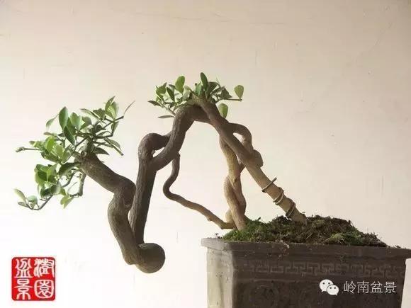 高桩金豆盆景大全,金豆双杆文人盆景欣赏