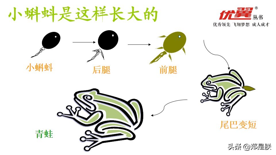 二年级小蝌蚪找妈妈诵读,二年级语文第1课小蝌蚪找妈妈