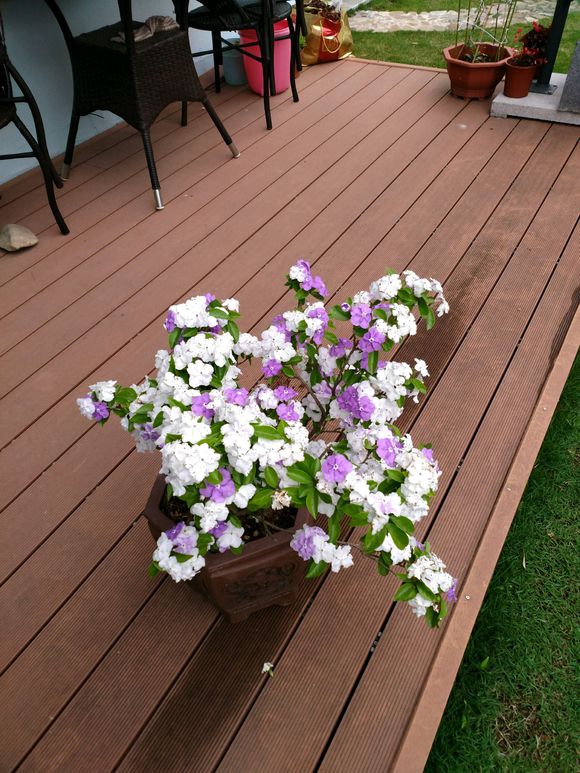 茉莉叶子掉光怎么养,茉莉叶发黄了怎么办小妙招