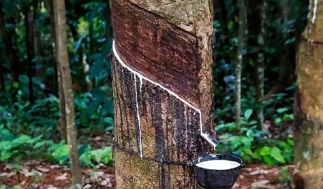 乳胶到底是怎么来的,三招教你如何区别乳胶避免被坑