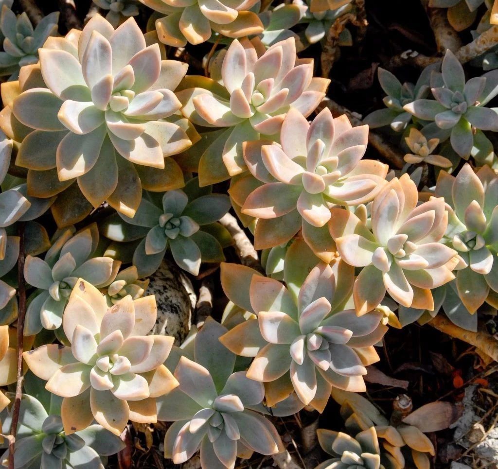 胧月养多久开花,胧月叶片怎么养