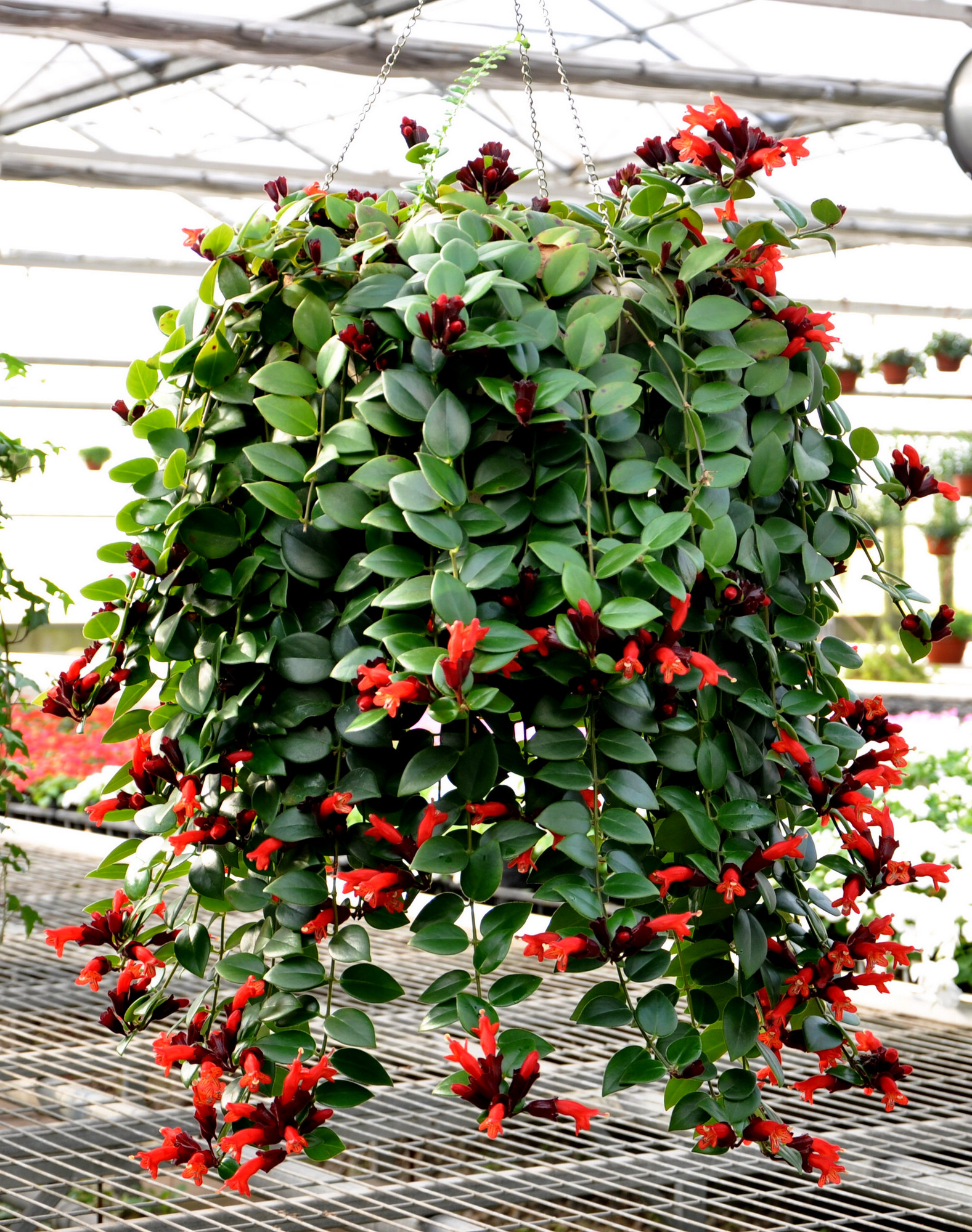 吊兰花卉的种类图片及名称,好看的吊兰植物图片及名称