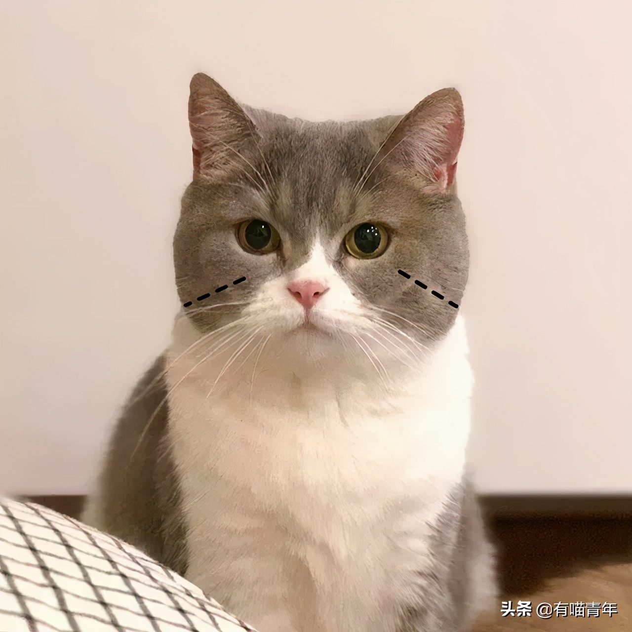 对着猫吹气会怎么样,对着猫吹烟有害吗