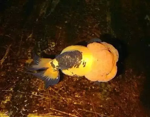 红顶虎金鱼,红顶虎金鱼视频