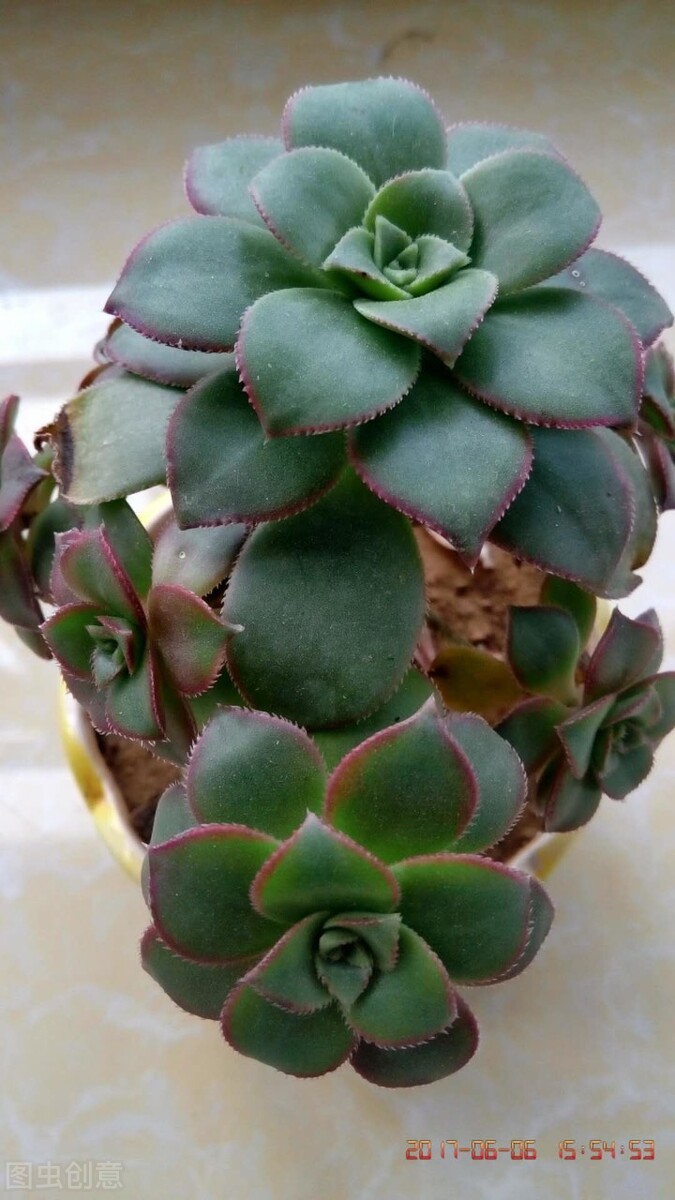 室内耐阴多肉植物推荐,多肉植物耐阴吗