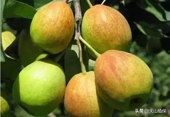 *疆新**库尔勒彻底火了！登上央视让世界瞩目，为库尔勒而骄傲