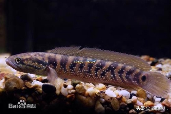 无需加热棒的大型鱼,不需加热棒又好看的鱼