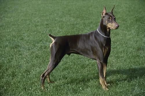 护卫犬罗威纳可以在城市饲养吗,适合城市饲养的护卫犬颜值在线