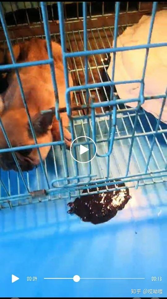 两个月狗细小病毒治疗最佳方案,两个月的法斗感冒初期症状