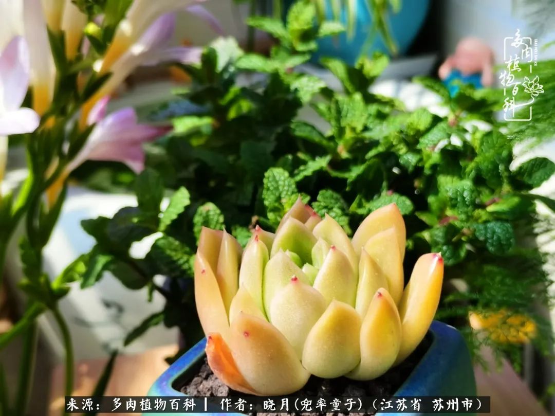 六年时间环游22个国家,却被多肉小萌物征服