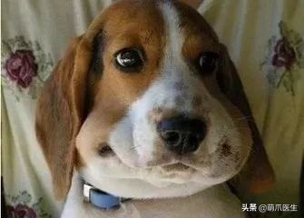 猫咪被蜜蜂蜇了症状怎么办,猫被蜜蜂蜇了怎么办