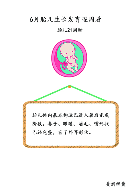 胎儿21周至23周的变化,胎儿21天的样子