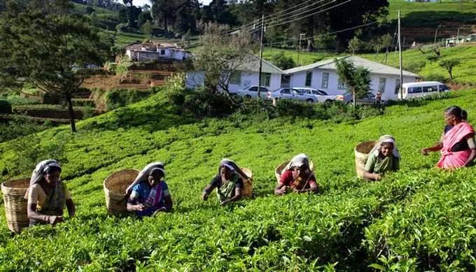 如火如荼|红茶界的F4，来啦