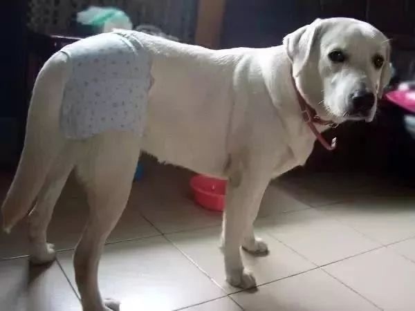 狗狗生理期突然来袭，铲屎官动手DIY，真是不给汪留一点情面