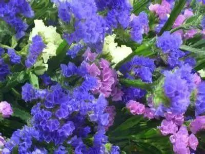 100种花的英文和花语是什么,100种花的花语以及送花礼仪分享