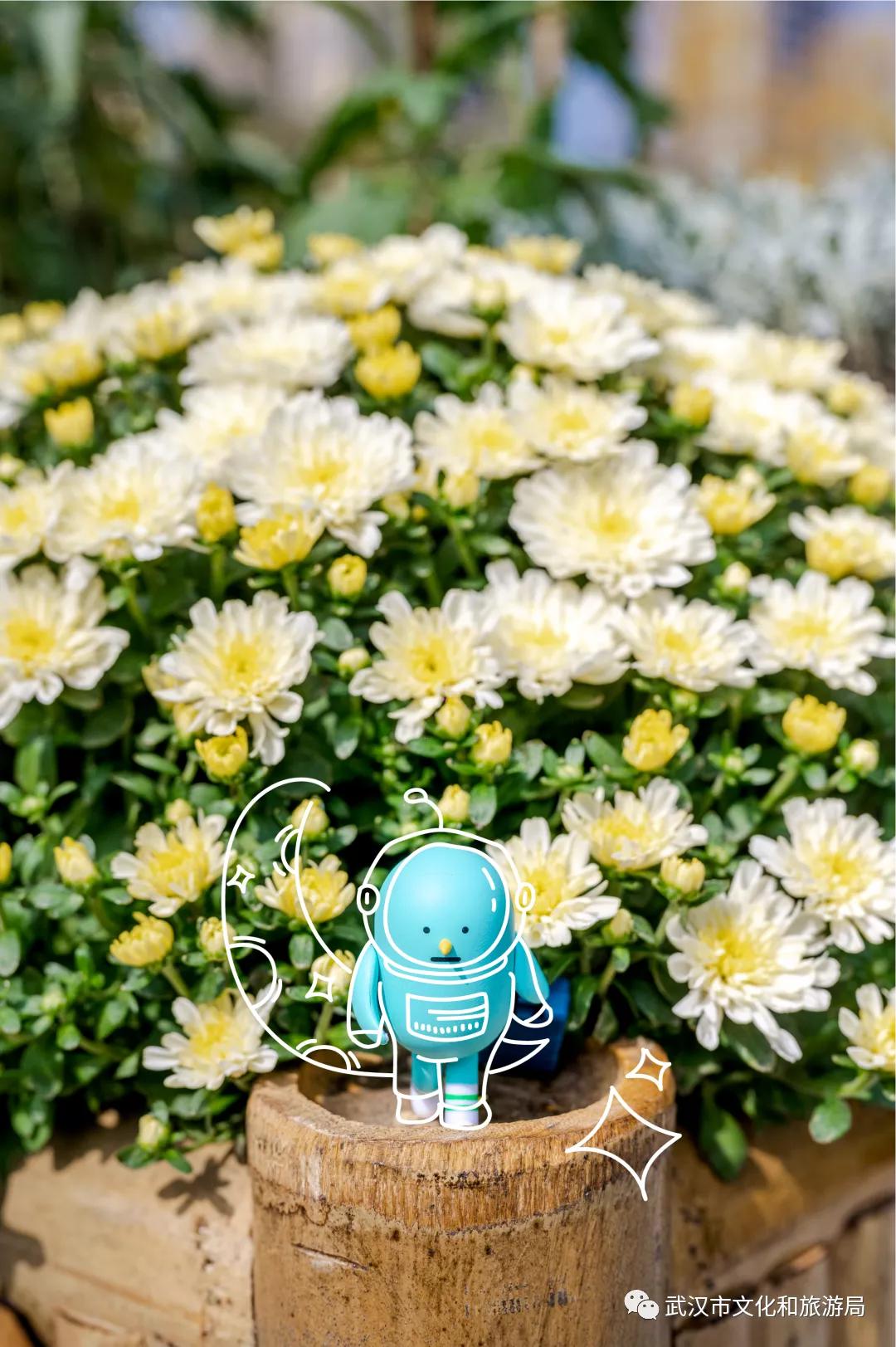 菊花烂漫,赏菊花汉口江滩打卡