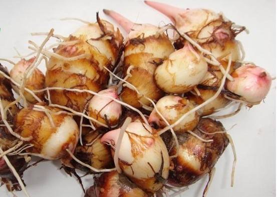 吃芋头遇贵人,吃芋头尝甜头