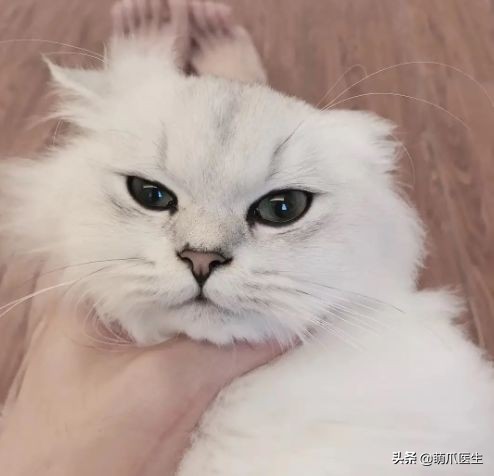 猫吃猫粮死了,go猫粮致猫死亡天猫国际回应