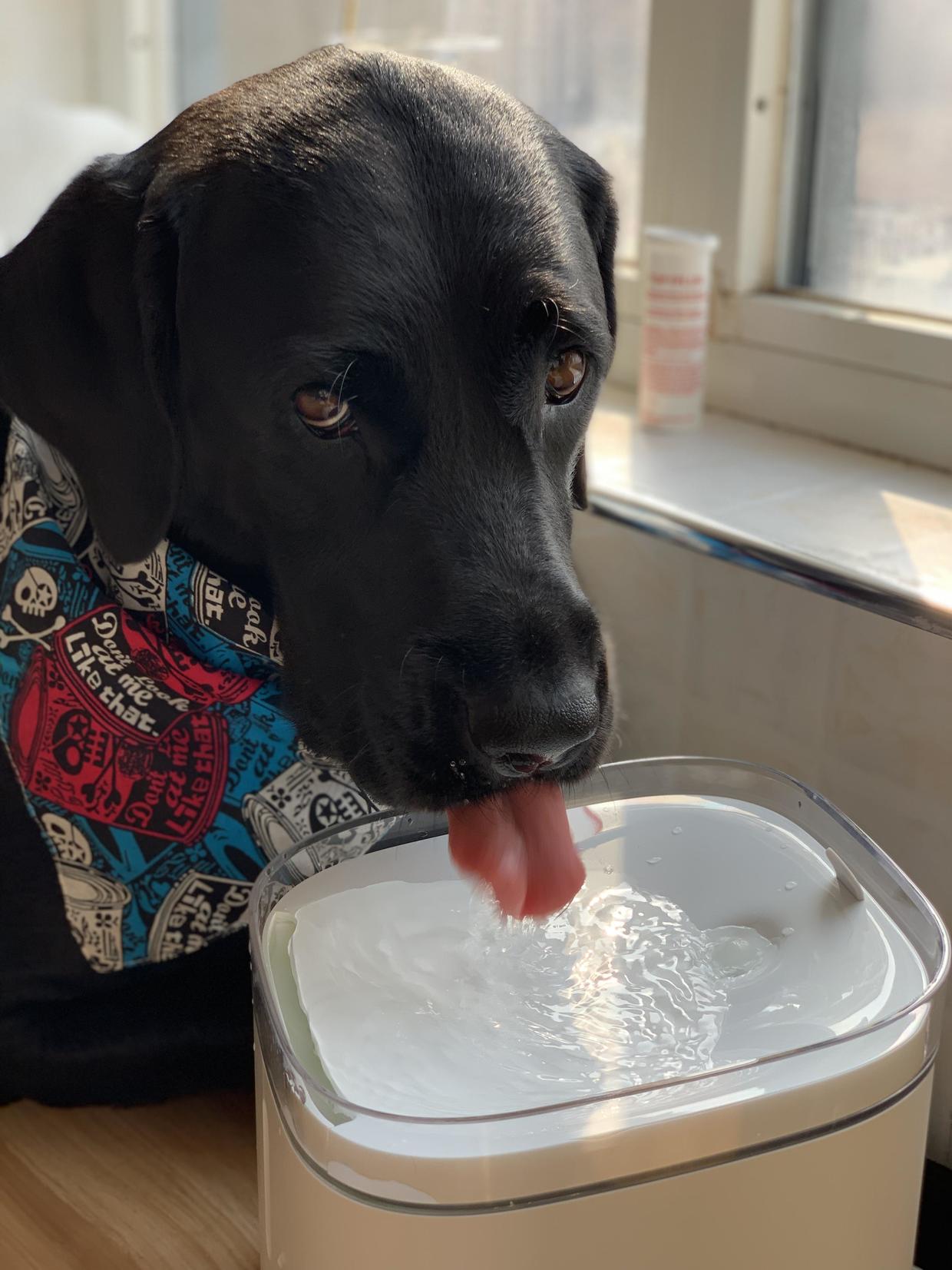 爱宠全天候的饮水管家——小顽智能宠物饮水机体验