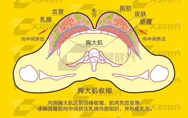 排除下垂教你挺胸塑形法,胸部下垂吃什么才能挺胸