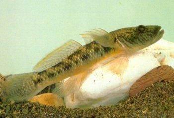 打开新世界之门,世界钓鱼之旅钓大鱼