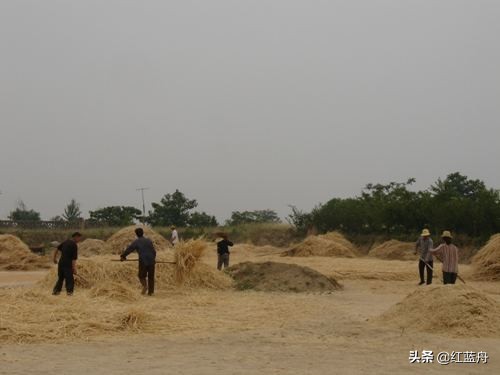 池小养不了大鱼（小说）