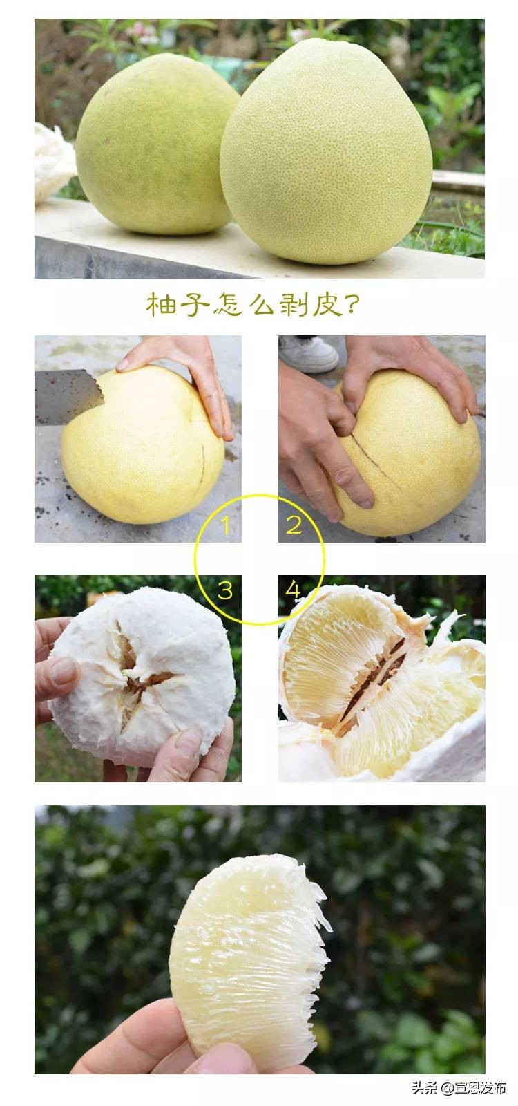 宣恩贡水柚直播间,宣恩贡水白柚苗