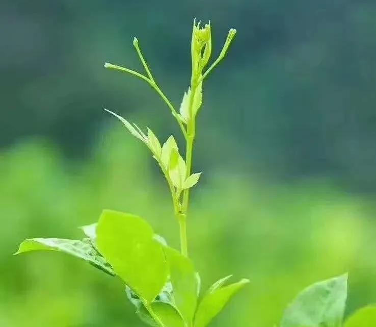 张家界的莓茶是什么植物,张家界的特级莓茶40克多少钱一盒