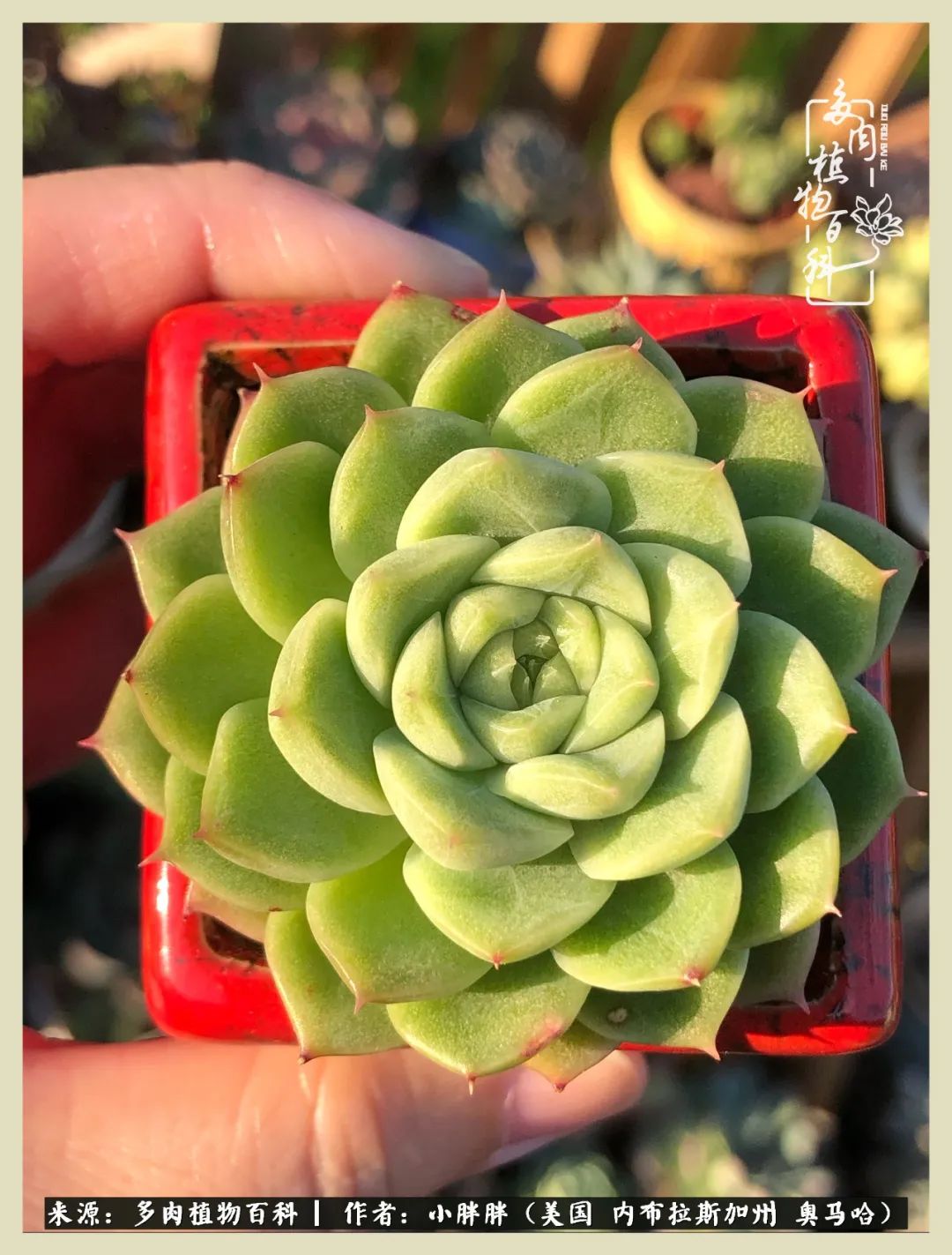 多肉小白入坑攻略,多肉小白2个月成功入坑