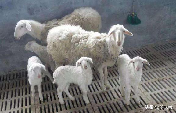 羔羊瘫痪了站不起来怎么回事,羔羊瘫软无力站不起来怎么治