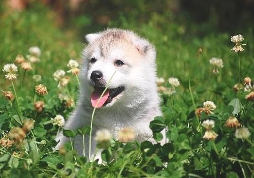 小狗总是拉稀怎么办,小狗一直拉稀怎么治疗