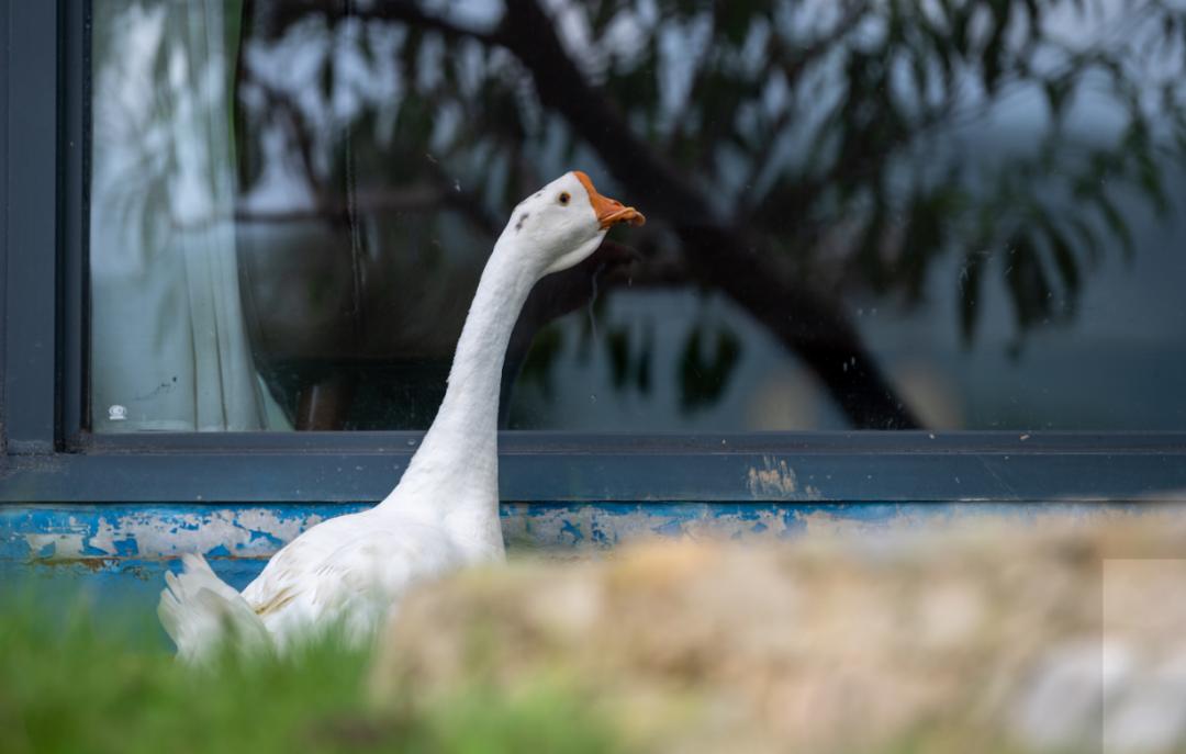 国庆假期必住|分分钟拍出大片的绝美仙气民宿，每家都想睡~记得提前预订哟！